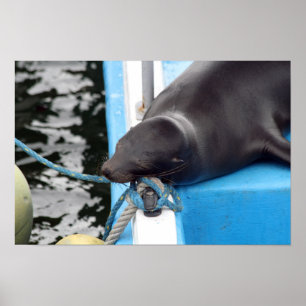 Affiche Lion de mer des Galapagos somnolent