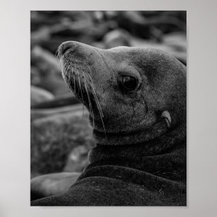 Affiche Lion de mer - Jolie photo de la faune