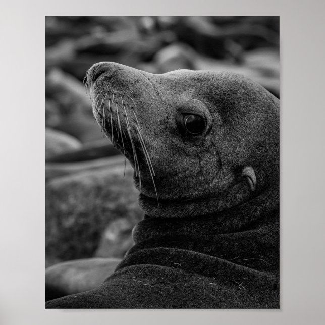 Affiche Lion de mer - Jolie photo de la faune (Devant)