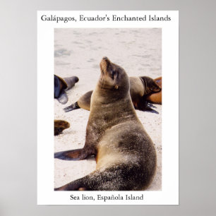 Affiche Lion de mer relaxant les muscles du cou