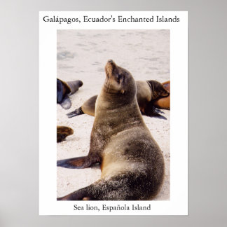 Affiche Lion de mer relaxant les muscles du cou