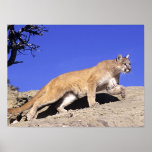 Affiche Lion de montagne sur la calle Imprimer