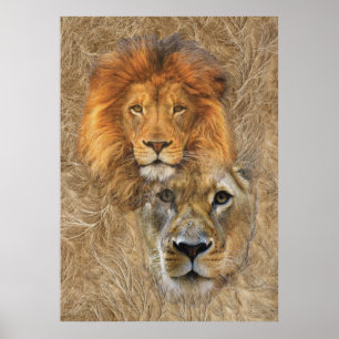 Affiche Lion et Lion d'Afrique