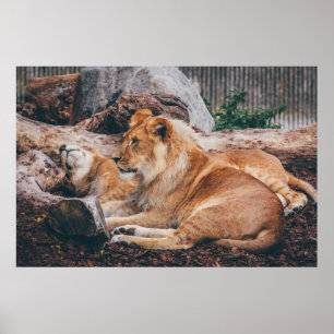 AFFICHE LION ET LIONESS MENANT SUR LA SURFACE BROWN