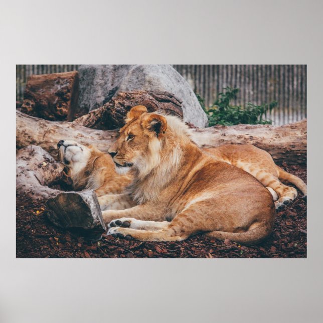 AFFICHE LION ET LIONESS MENANT SUR LA SURFACE BROWN (Devant)