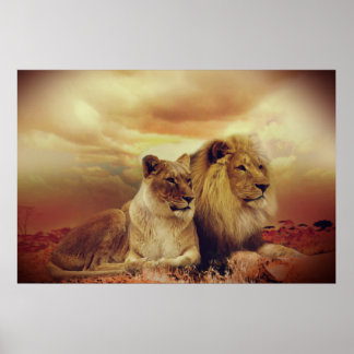 Affiche Lion Et Lionesse Africains
