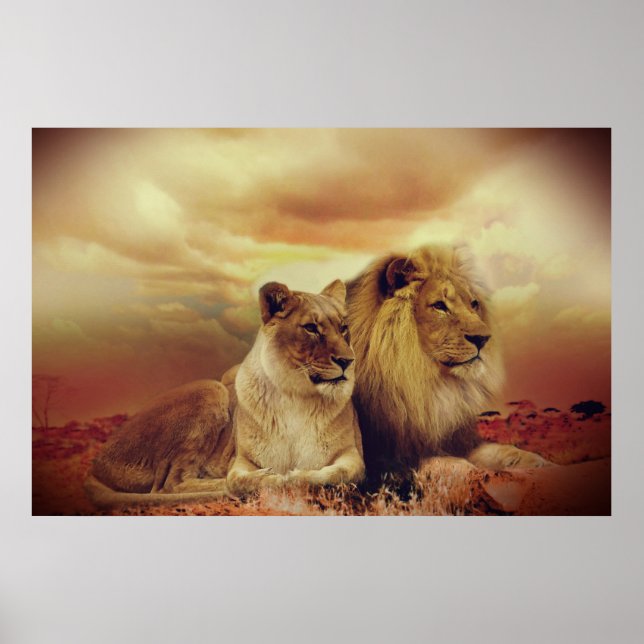 Affiche Lion Et Lionesse Africains (Devant)