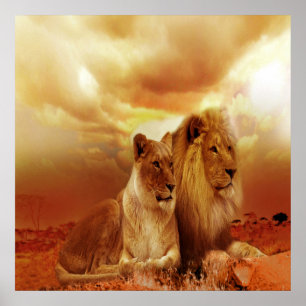 Affiche Lion et lionne 24" x 24", papier d'affiche de