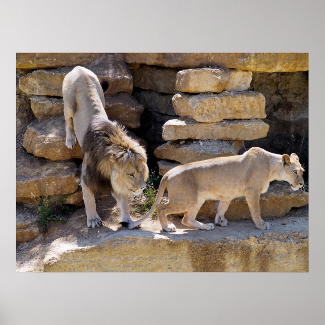 Affiche Lion et lionne marchant sur les rochers (Devant)