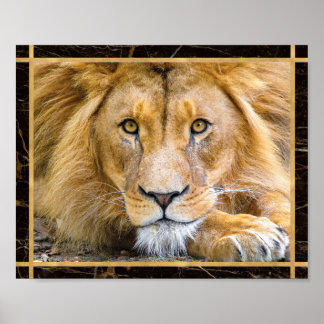 Affiche Lion Face Closeup Bright Photo Imprimer l'affiche
