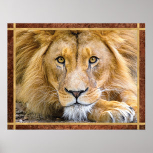Affiche Lion Face Photo