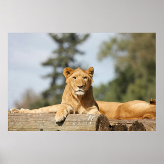 Affiche Lion femelle