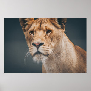 AFFICHE LION FÉMININ AU JYLLAND PARK ZOO