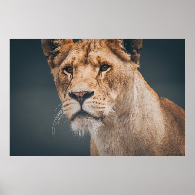 AFFICHE LION FÉMININ AU JYLLAND PARK ZOO (Devant)