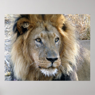 Affiche Lion Mâle