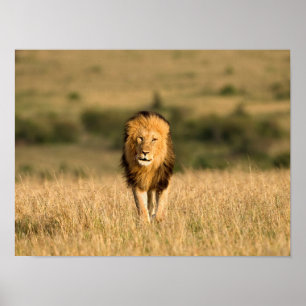 Affiche Lion mâle marchant