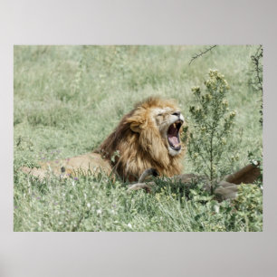AFFICHE LION MENANT SUR LA GRASSE VERTE PENDANT LA JOURNÉE