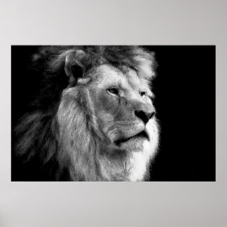 Affiche Lion noir et blanc