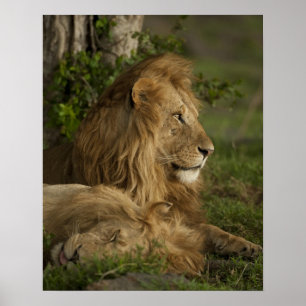 Affiche Lion, Panthera leo, Lower Mara, Masai Mara GR,