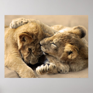 Affiche Lion petits meilleurs amis