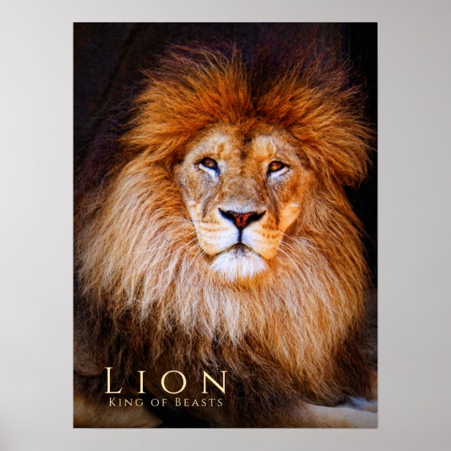 Affiche Lion [Poster] (Devant)