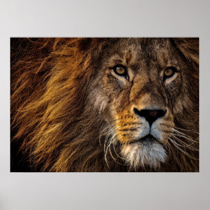 Affiche Lion Predator Lion