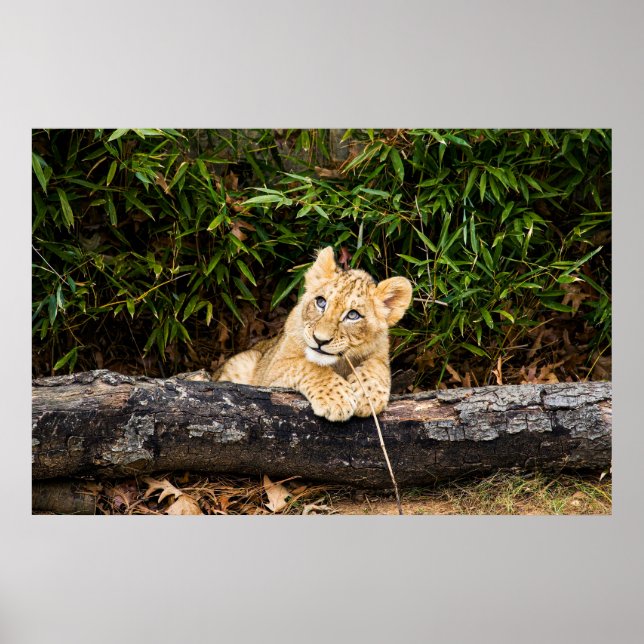 Affiche Lionceau  (Devant)