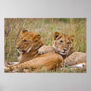 Affiche Lionceaux au repos