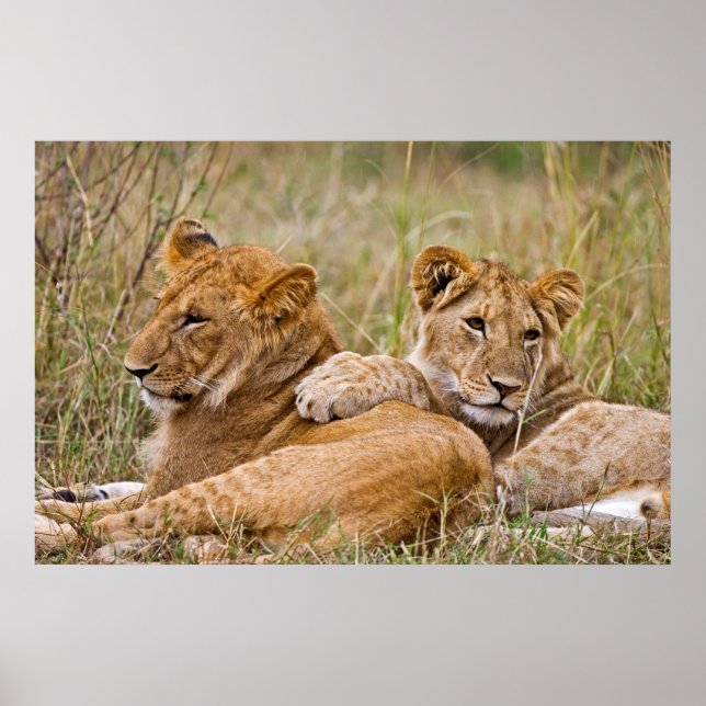 Affiche Lionceaux au repos (Devant)