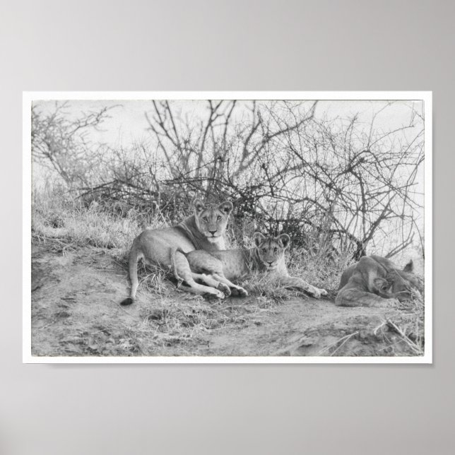 Affiche Lioness (Devant)