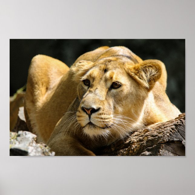 Affiche Lioness (Devant)