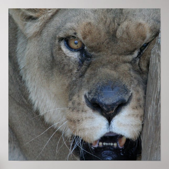 Affiche Lioness 007 (Devant)