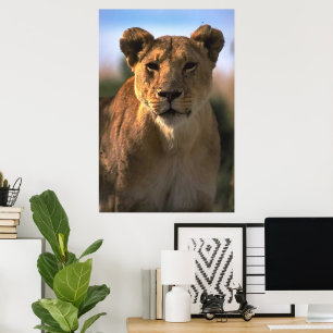 Affiche Lioness Lion Lovers