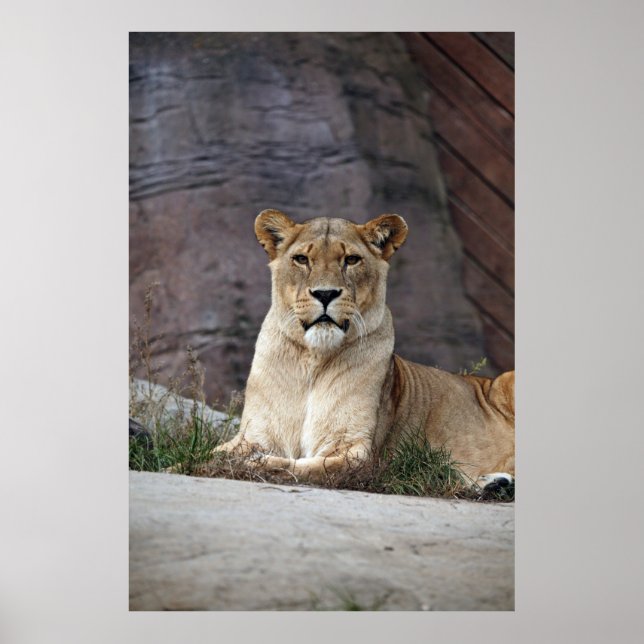 AFFICHE LIONESS RELAXING (Devant)