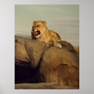 Affiche Lioness show