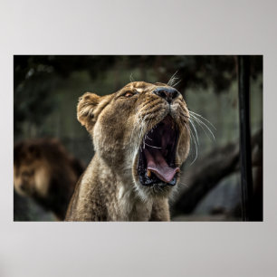AFFICHE LIONESS YAWNING