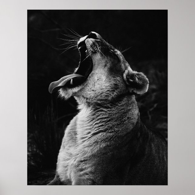 Affiche Lionesse de Yawning - Noir & Blanc (Devant)