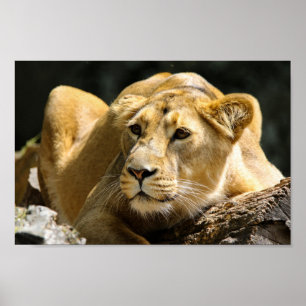 Affiche Lionne