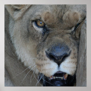 Affiche Lionne 007