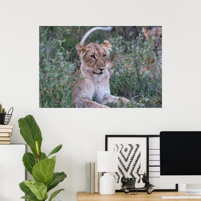 Affiche Lionne au repos dans un safari africain (Bureau à domicile)