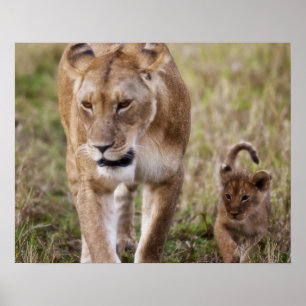 Affiche Lionne avec son petit
