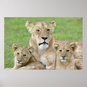 Affiche Lionne et deux petits, Afrique de l'Est, Tanzanie,