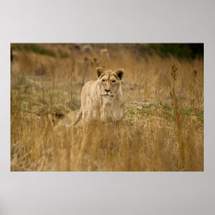 AFFICHE LIONNEUR DANS LA GRASSE