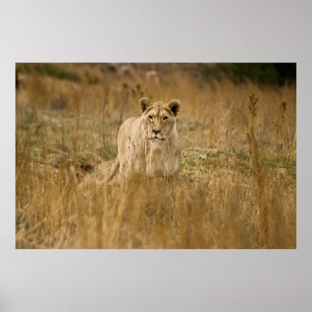 AFFICHE LIONNEUR DANS LA GRASSE (Devant)