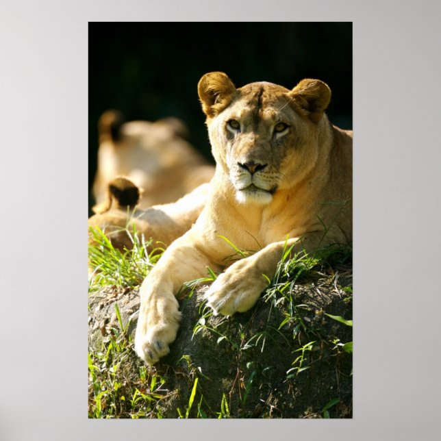 Affiche Lions (Devant)