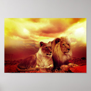 Affiche Lions