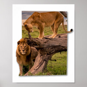 Affiche Lions