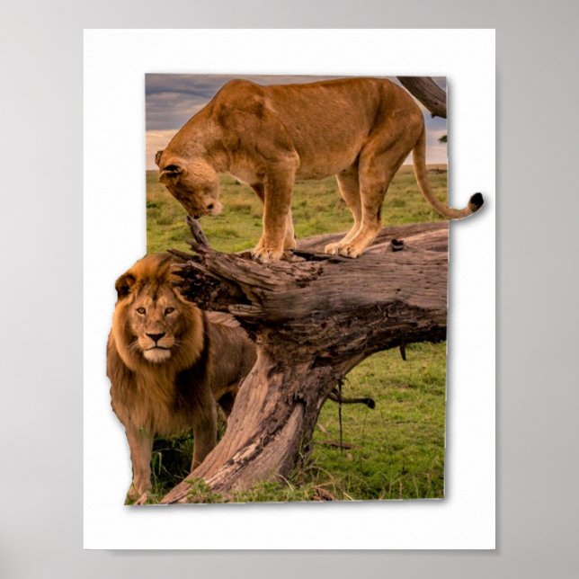 Affiche Lions (Devant)