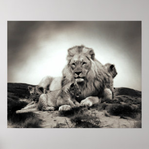 Affiche Lions