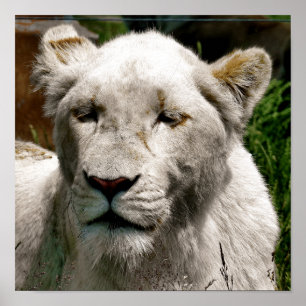 AFFICHE LIONS BLANCS